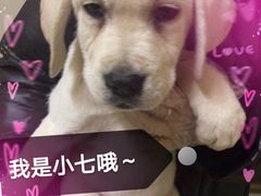 -翊宠yipet猫狗购宠庄园犬舍•猫舍