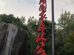 -合肥滨湖国家森林公园