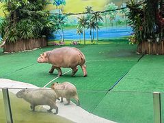 -广州长隆飞鸟乐园