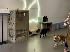 -有猫主题·治愈系猫咖(曾厝垵店)