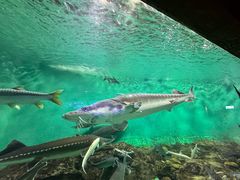 -太平洋海底世界