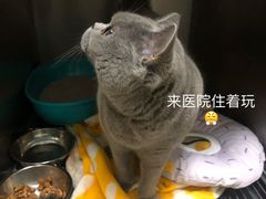 -瑞派康怡24h宠物医院·犬猫医疗中心·微创绝育(瑞景分院)