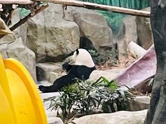 -灵玲国际马戏城