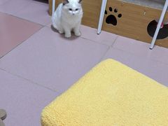 -瑞鹏宠物医院华南总院·夜诊·心脏科·骨科