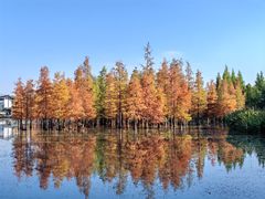 -白鹭湾湿地公园