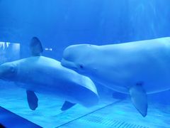 -多彩贵州城极地海洋世界