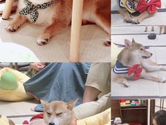 -逗柴咖啡屋·狗咖猫咖宠物桌游