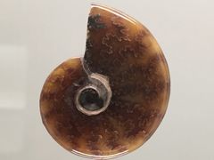 -青岛贝壳博物馆