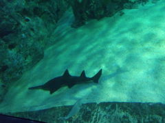 -悉尼海洋生物水族馆