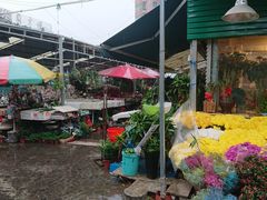 -曲阳花鸟市场(曲阳路店)