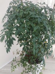 -HEYAN荷妍专业脱毛连锁机构