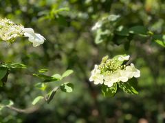 -陆家嘴中心绿地