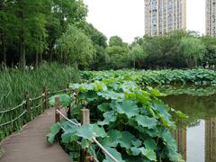 -陈家山荷花公园