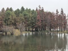 -贡湖湾湿地公园