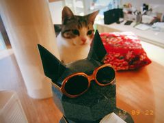 -飞行喵MR PILOT|猫舍·猫咖(静安大融城店)