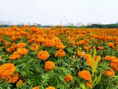 -海珠湖公园