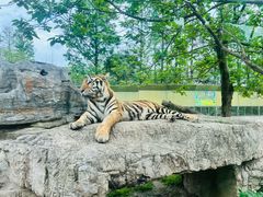 -上海野生动物园