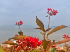 -深圳湾公园(南山区)