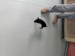 -汪喵宠物医院·骨科心脏影像·犬猫急重症ICU诊疗中心(成华分院)