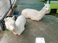 -荆州中山公园动物园