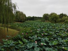 -尚贤河湿地