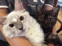 -万小咖.猫咖(中山路天虹店)