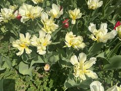-上海鲜花港