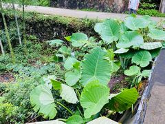 -白云源风景区