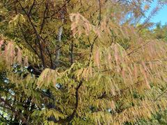 -昆山城市生态森林公园