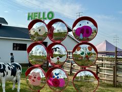 -杭州湾海上花田景区