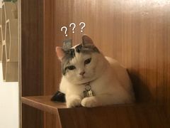 -喵园·猫主题咖啡厅·撸猫·猫咖(国贸店)