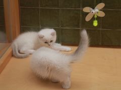 -帕帕拉兹宠物(亚洲旗舰店)