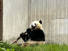 -卧龙中华大熊猫苑神树坪基地