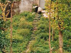 -中国大熊猫保护研究中心雅安碧峰峡基地