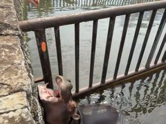 -海南热带野生动植物园