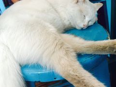 海妖酒吧-Sirena海妖日咖夜酒