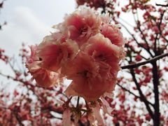 -天适樱花悠乐园