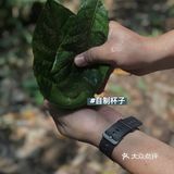 西双版纳小众玩法｜穿越到雨林里吃大餐🍃