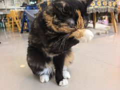 -平行世界·猫咖(首经贸店)