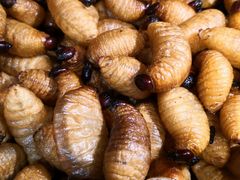 -昆虫窝子·特色云南菜(拓东路总店)