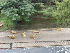 -大连森林动物园