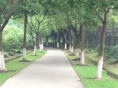 -昆山城市生态森林公园