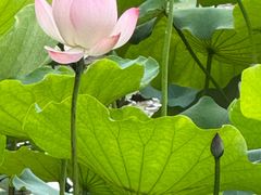-荔湾湖公园