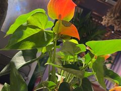 -周家二小姐的菜·扬州菜·香炒蟹·狮子头(江都金鹰店)