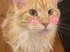 -more than meow吴止猫主题餐厅(承德 中船汇店)