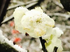 -梅花山(明孝陵内)