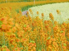 -三圣花乡旅游区