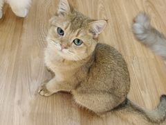 -COLOR PETS 撸猫馆·购猫·猫咖(长风大悦城店)