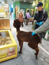 点击看大图 -神奇动物撸宠馆·羊驼·小浣熊·异宠(豫园店)