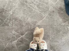 -Bastet sally猫舍购宠(静安店)
